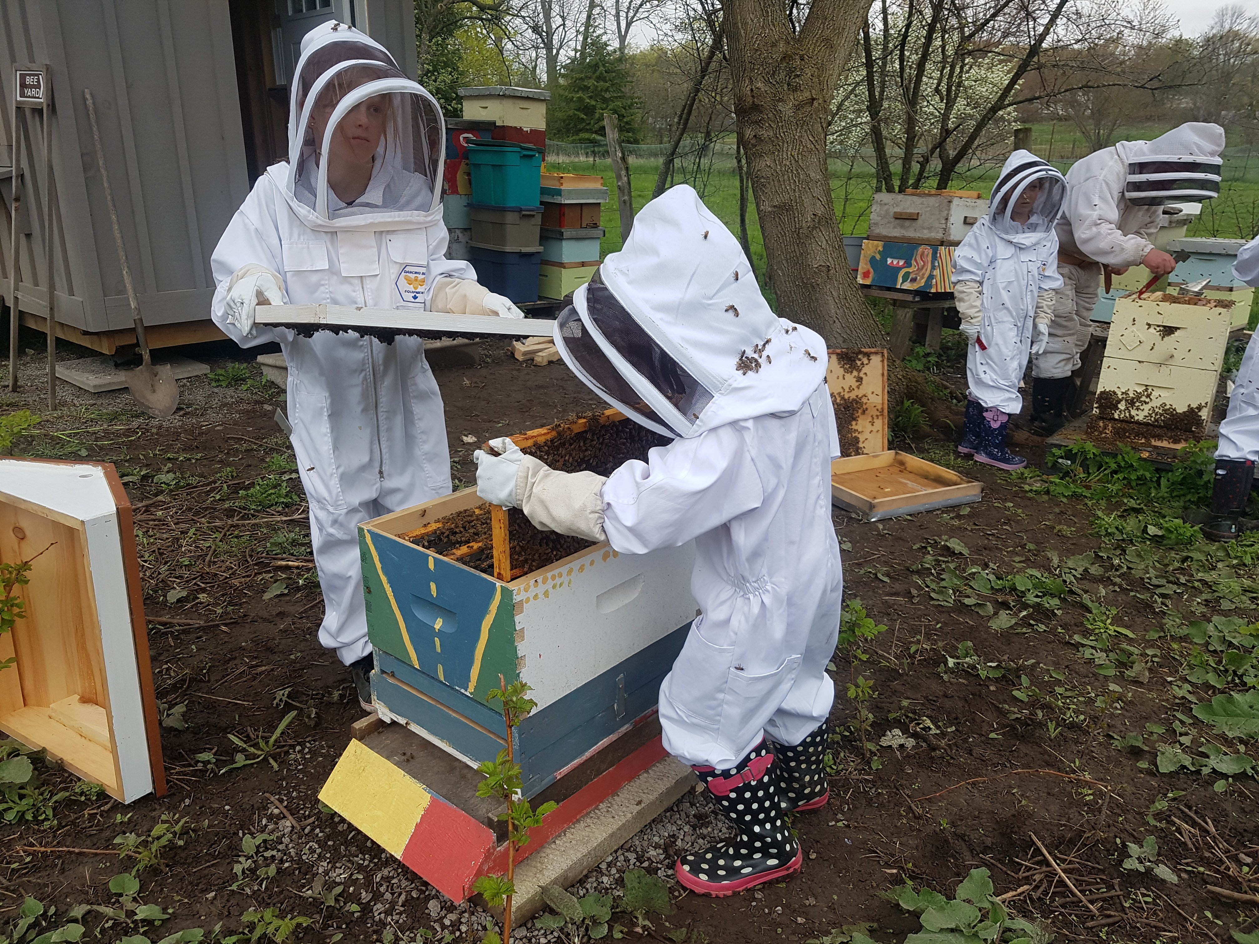 May – The Importance of Bees and Splitting a Hive